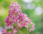 USA, Washington State, Seabeck. Deutzia blossoms close-up. Art Print